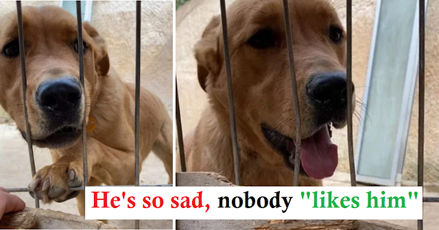 He cries with sadness and refuses to eat after being returned only 3 days after being adopted