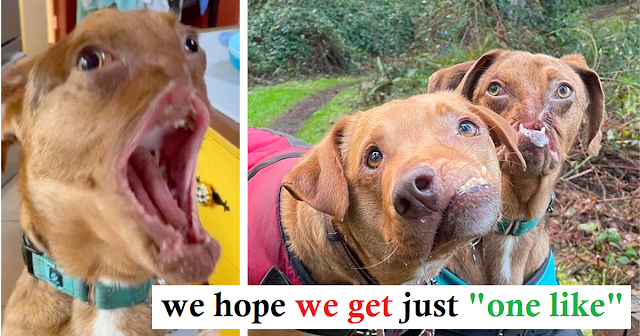 Two adorable dogs with severe facial deformities become inseparable best friends