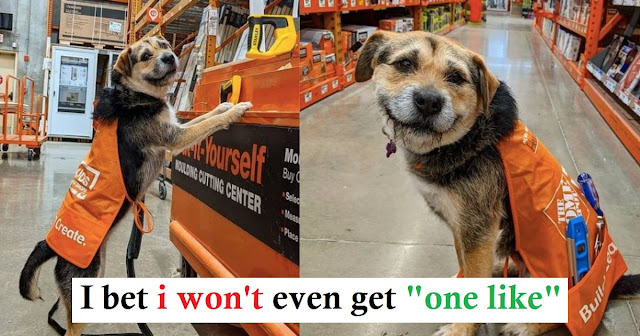 Home Depot has officially hired its cutest employee ever