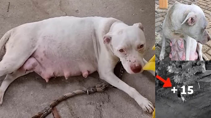 Pregnant Pitbull Almost Giving Birth CrieԀ For Her Puppies in ColԀ Night After Being AbanԀoneԀ