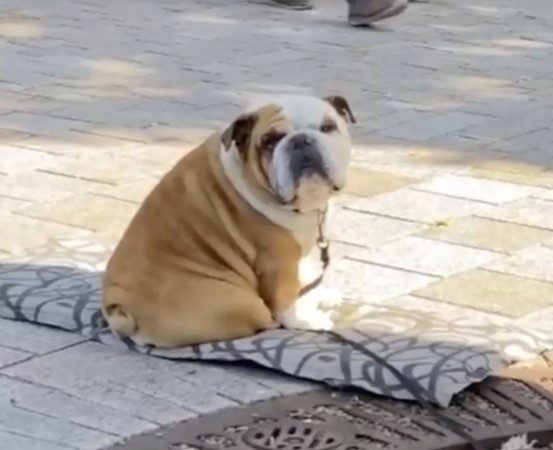 Dog Sits Outside His Mom’s Shop To Shake Hands With Customers Every Day