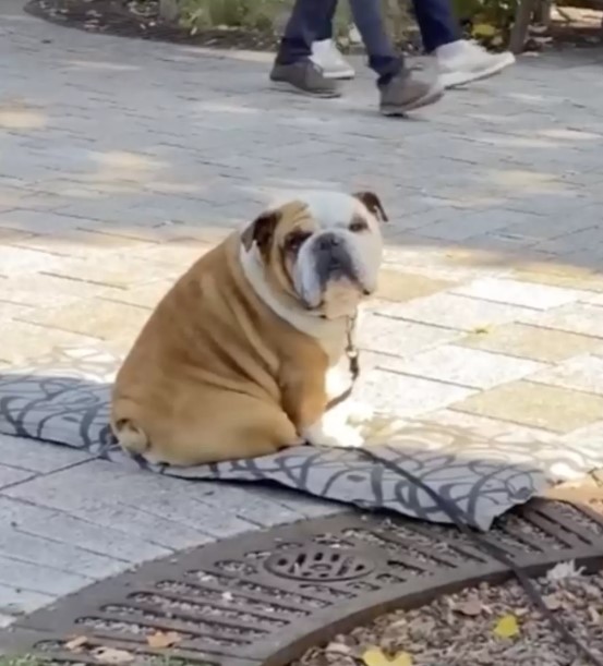 Dog Sits Outside His Mom’s Shop To Shake Hands With Customers Every Day