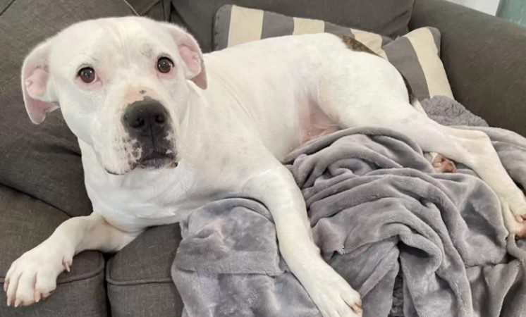 Woman Spots An Abandoned Dog Waiting In The Rain For His Family To Return