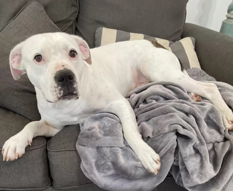 Woman Spots An Abandoned Dog Waiting In The Rain For His Family To Return