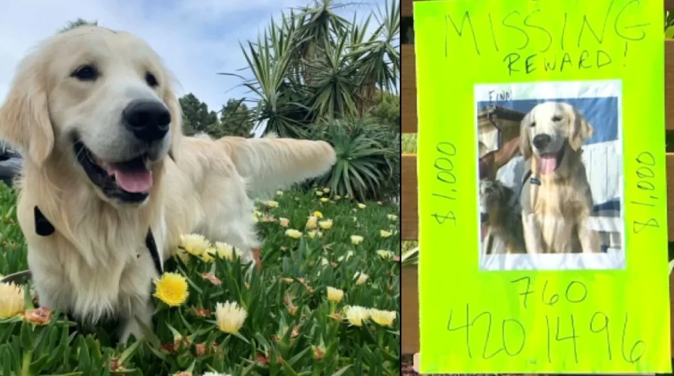 Woman Reunited With Dognapped Golden Retriever