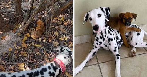 Dalmatian Rescues Lost Puppy Abandoned In A Remote Tree Grove
