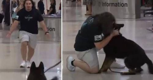 Emotional Marine Is Reunited With His K9 Partner After Spending Three Years Apart