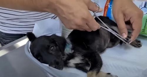 Scared Puppy Bursts Into Tears Once Getting Help At The Vet