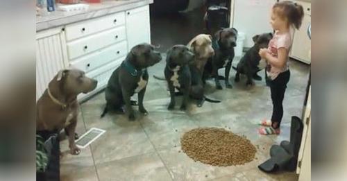 4-Year-Old Lines Up Her Pit Bulls Before Feeding Them Dinner
