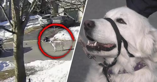 Dog Stops A Car And Asks For Help When Her Owner Has A Seizure