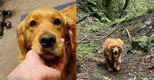 Abused Golden Retriever Almost Gave Up But Her New Friends Restored Her Hope