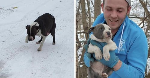 Detroit Pit Crew Rescues Mother and Babies from Harsh Michigan Winter