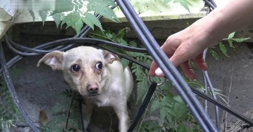 The Rescue Of A Tiny Dog Whose Are Filled With Nothing But Fear