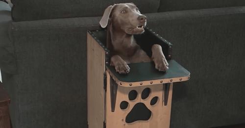 Dog Eats Her Meals In A High Chair Next To Her Family