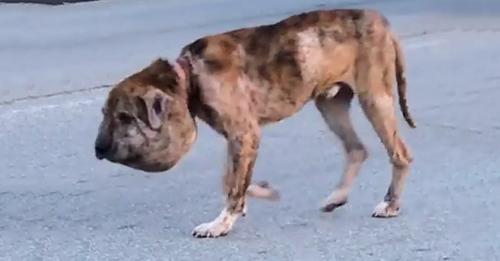 Homeless Dog With A Head Like A Pumpkin Isn’t Recognizable Today