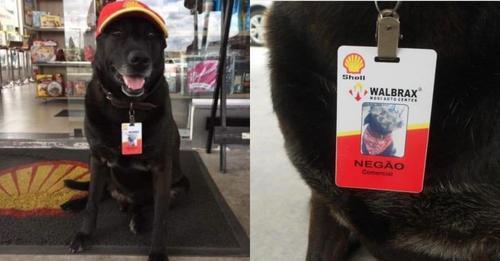 Old Abandoned Dog Finds A Family And A Job At A Gas Station