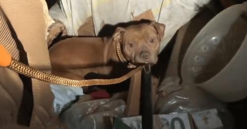 Stray Dog Protects Her Newborn Puppies From The Cold By Hiding In An Abandoned House