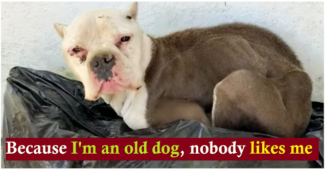 Dog Came To Shelter As A Puppy, But Years Of Rejections Later, She’s Grown Old