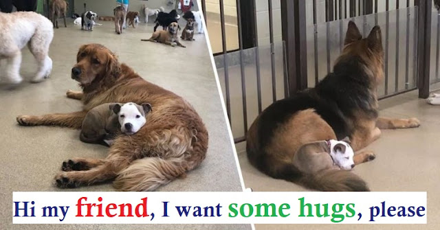 Dog Always Befriends The Fluffiest And Biggest Dogs In Daycare So She Can Nap On Them