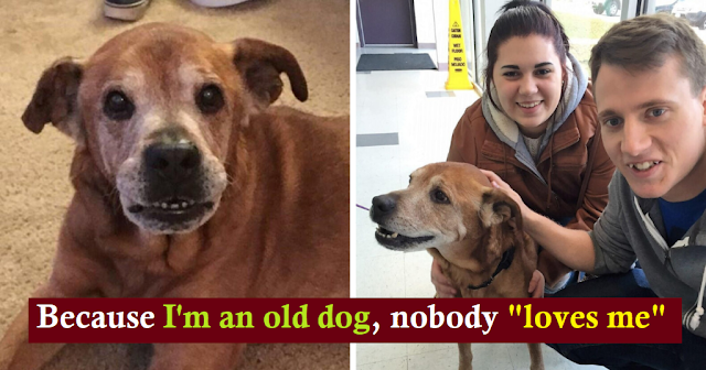 Couple visits shelter to donate supplies and end up adopting sweet, 17-year-old senior dog