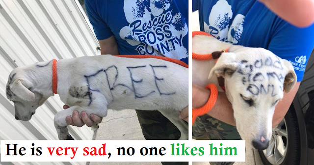 Abandoned Dog Found with ‘Free’ and ‘Good Home Only’ Written On Body