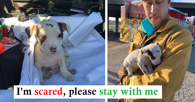 Firefighter gives stray puppy a foster home after he was rescued from fire