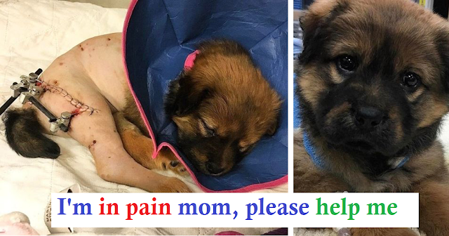 “How A Tiny, Injured Puppy Healed Me When I Needed It Most”