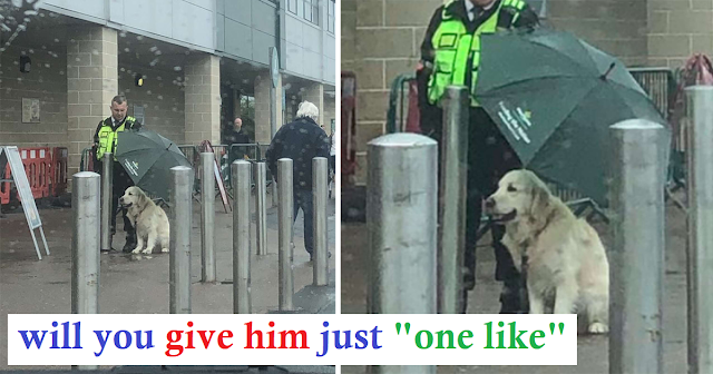 Guard in Scotland Goes Viral for Protecting Dog Waiting Outside Store from Rain