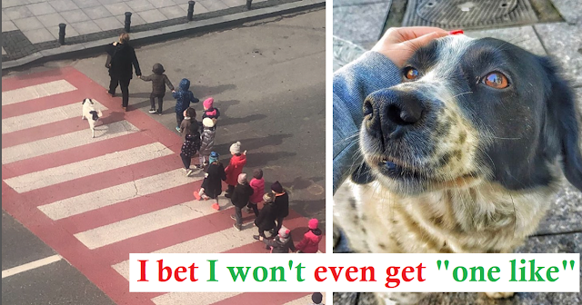 Every day, stray dog acts as a crossing guard and protects young students crossing the street