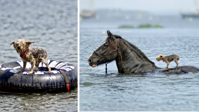 Truth Behind Photo of Horse Apparently Coming to the Rescue of Drowning Blind Dog