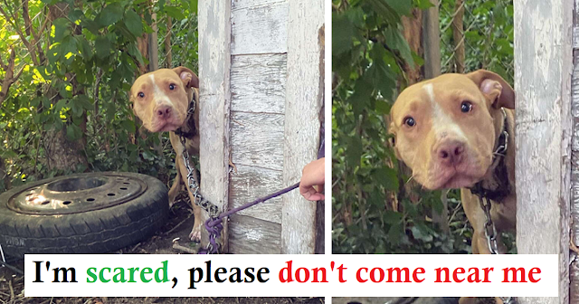 A Dog Chained In An Abandoned Backyard Can’t Believe He’s Being Rescued At All