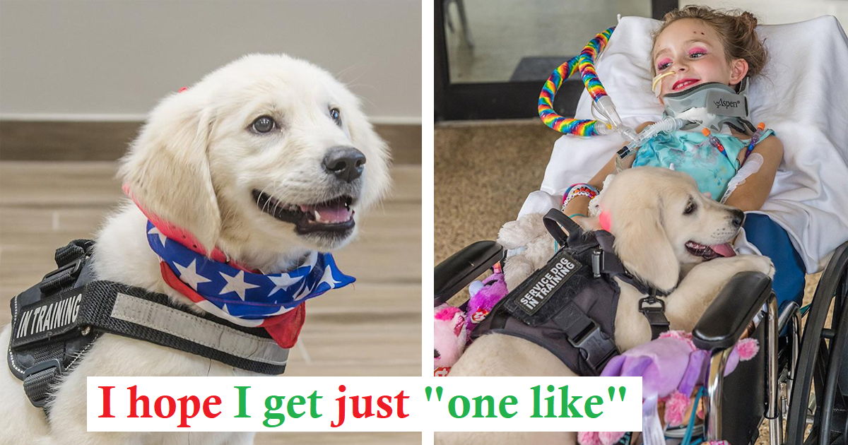 Paralyzed 6-Year-Old Meets Her Future Golden Retriever Service Dog and Bonds with Pup Instantly
