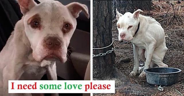 Forgotten Emaciated Canine Lives 4 Long Years Alone On Chain Tethered To A Tree