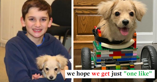 Little boy built a stroller for a puppy from the Lego constructor he received as a Christmas gift.