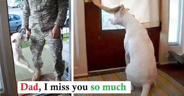 Deaf Dog Fears He’ll Miss Soldier Dad’s Homecoming If He Moves Away From Door