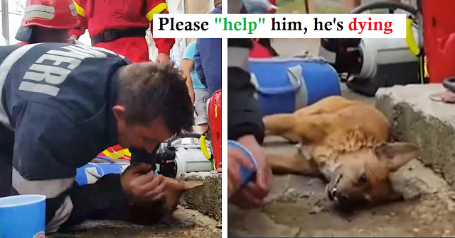 Hero firefighter saves canine’s life by performing CPR on him