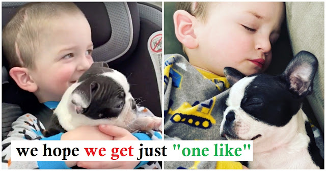After Surviving Brain Surgery, His Mom Got Him A Puppy Who’s Just Like Him