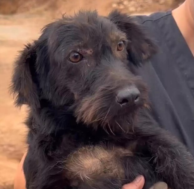 Dog Left In Abandoned House Begs People Passing By To Take Her With Them