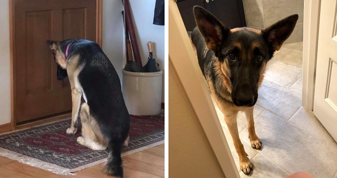 Heartbroken dog waits by the door for her dad to get back from the hospital