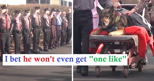 K9 Is Honored With 1 Last Ride In Police Car Before Being Put To Sleep