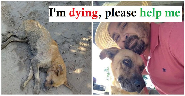 Man rescues dying dog in a mud puddle and lovingly transforms his life