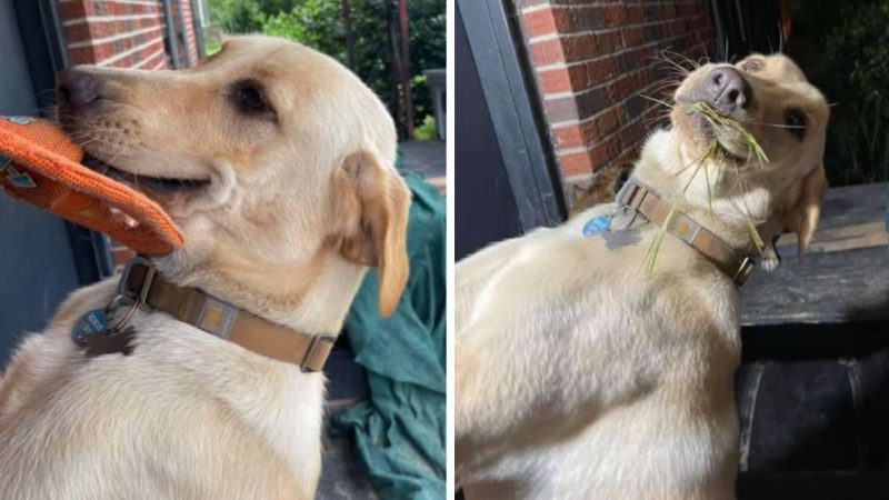 Sweet Dog Always Welcomes Mom Home With A Gift