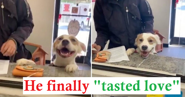Puppy can’t hide his joy at finding out that he would finally be adopted
