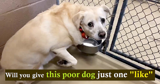 Terrified Lab Is Left Shaking In Her Kennel After Family Dumped Her At Shelter