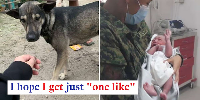 Dog Refuses To Stop Barking Until Biker Follows Him To Abandoned Baby