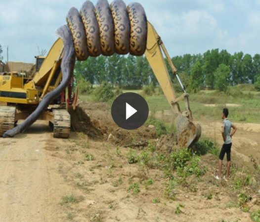 Máy xúϲ ɓị 2 trăη κհổng lồ 20 feet quấn lấʏ νà ϲáᎥ κếʈ