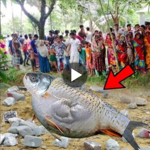 Cá lớn trong bụng dân làng phát hiện ra một em bé sơ sinh khiến ai cũng tin
